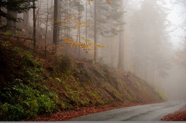 Renkli bir ormanda sonbahar manzarası, sakin sisli bir atmosferde asfalt dağ yolu. Slovenya