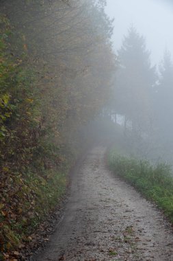Sonbaharda sis içinde doğa yürüyüşü patikası. Macera ve keşif. Sonbahar mevsimi açık havada