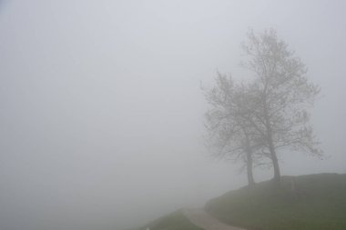 Ağaç, uçurumun kenarındaki bir çayırda sisin içinde göze çarpıyor. Doğa yürüyüşü yan tarafta. Karamsar atmosfer
