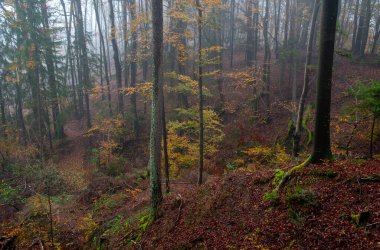 Sisli bir sabahta rengarenk bir sonbahar ormanını kaplayan gizemli sis. Julian Alpleri, Slovenya