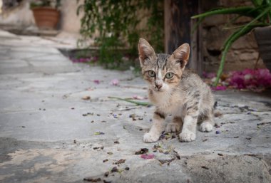 Yeşil gözlü kedi yavrusu dışarıda poz veriyor.