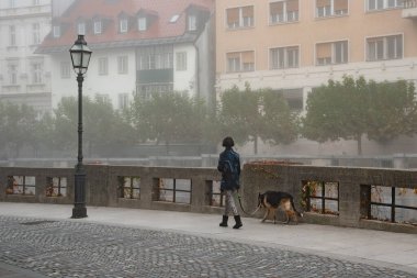 Sabahın erken saatlerinde sis sakin bir şehir manzarasını sarar. Bir insan kaldırım taşı patikasında bir köpeği gezdirirken. Ağaçlar bu huzurlu ortamda ince bir zemin sağlar..