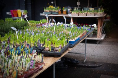 Sümbül ampulleri ve diğer saksı bitkileri açık hava çiçek pazarındaki masalarda satışa sunuluyor.