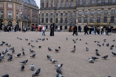 Amsterdam, Hollanda, 10 Şubat 2025: Güvercinler Hollanda, Amsterdam 'da baraj meydanında yürüyor, arka planda kraliyet sarayı ve bir sokak sanatçısı var.