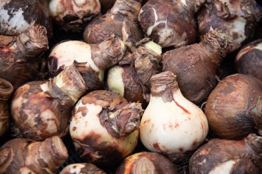 Birçok hippeastrum ampulü güzel çiçekler dikmek ve büyütmek için hazırdır.