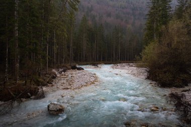 Ormandan akan bir nehir. Triglav Bistrica, Doğa manzarası, Slovenya