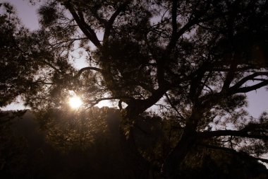 Güneş, günbatımında görkemli bir çam ağacının içinden parlıyor, sakin bir ormanın arka planında güzel bir siluet oluşturuyor.