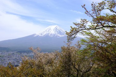 Japonya 'da güzel bir bahar günü, çiçek açmış kiraz çiçekleriyle kaplı Fuji Dağı' nın manzarası.
