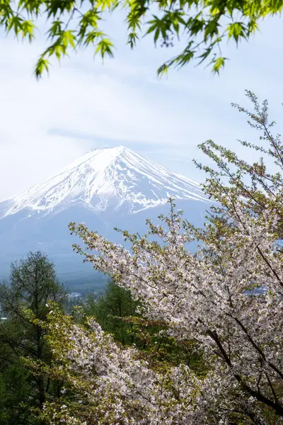 Japonya 'da güzel bir bahar günü, çiçek açmış kiraz çiçekleriyle kaplı Fuji Dağı' nın manzarası.