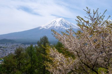 Japonya 'da güzel bir bahar günü, çiçek açmış kiraz çiçekleriyle kaplı Fuji Dağı' nın manzarası.
