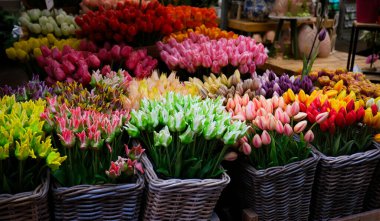Hasır sepetlerde sergilenen parlak renkli laleler çiçek pazarında canlı bir gösteri yaratıyor. - Evet. Amsterdam Hollanda