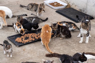 Sokak kedileri beton zemindeki siyah tepsiden kuru yiyecekler yiyorlar.