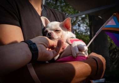 Uyuyan bir chihuahua köpeği tutan bir adam. Koşumuna eklenmiş interseksüel gelişim bayraklarıyla.
