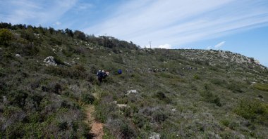 Bir dağ yamacında, yanmış ağaçların yanında yetişen yeşil çam ağaçları orman yangınlarının yıkıcı etkilerini gösteriyor.
