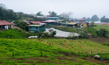 Kahverengi inekler ön planda yeşil bir çayırda dinlenirken, arka planda renkli evler ve küçük bir köyün seraları, barışçıl bir kırsal alan oluşturuyor. Kosta Rika Vadisi