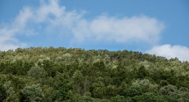 Kısmen bulutlu gökyüzünün altındaki yemyeşil orman doğanın güzelliğini gözler önüne seriyor.