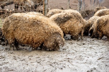 Mangalica, evcil bir Macar domuzudur. 19. yüzyılın ortalarında Avrupa yaban domuzu ve Sırp madija cinsi ile Nagyszalonta ve Bakony 'den melez Macar cinsleri üreterek geliştirilmiştir. Mangalica domuzu büyür