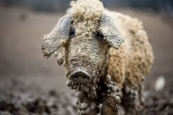 Mangalica Una Raza Húngara Cerdo Doméstico Fue Desarrollado Mediados Del — Foto de Stock