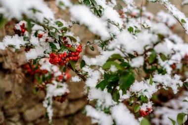 Tuğla duvarda, karlı olgun Pyracantha kırmızı meyvelerinin seçici odağı. Pyracantha, gülgiller (Rosaceae) familyasından bir bitki türü..