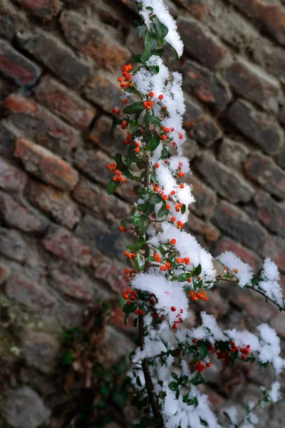Selective Focus Snowy Ripe Red Berries Pyracantha Brick Wall Pyracantha — Stock Photo, Image
