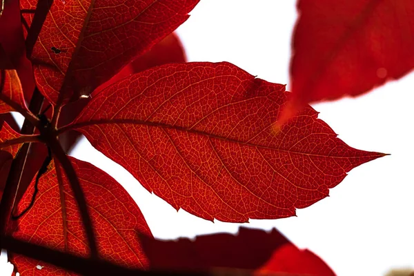 stock image Background. Parthenocissus. autumn leaves in backlight. Yellow autumn leaves. A cozy autumn landscape with bright autumn leaves with backlight in a park.