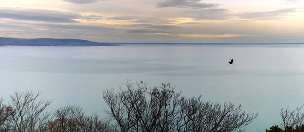 Kuş Donmuş Mavi Gölün Üzerinde Uçuyor Donmuş Balaton Gölü Nün — Stok fotoğraf