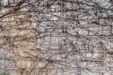 Taş duvar ile yeşil alan. Doku doğa.