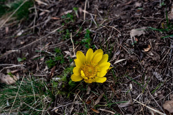 stock image Adonis vernalis, known variously as pheasant's eye, spring pheasant's eye, yellow pheasant's eye and false hellebore, is a perennial flowering plant in the buttercup family Ranunculaceae. It is found in dry meadows and steppes in Eurasia