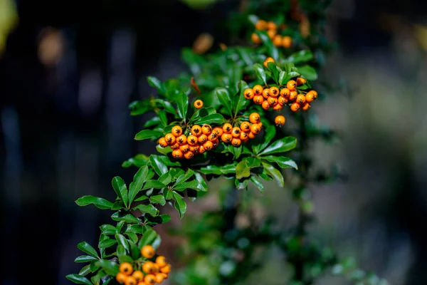 Pyracantha Jest Rodzajem Dużych Ciernistych Krzewów Wiecznie Zielonych Rodziny Rosaceae — Zdjęcie stockowe