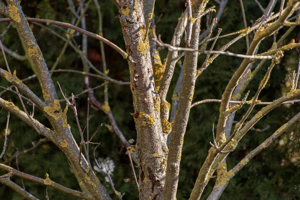 stock image Mossy tree branches in autumn