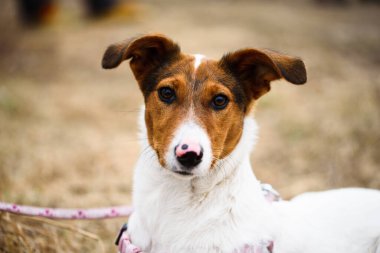 Genç Jack Russel 'ın portresi. Küçük köpek..