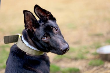 Genç siyah köpeğin portresi.