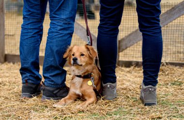 Melez kırmızı köpek sahipleri arasında yerde yatıyor..