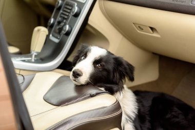 Arabada köpek eğitimi. Colie Dog 'un arabada kalması için eğitim.