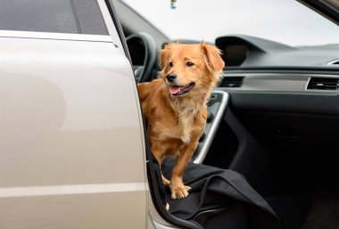 Arabada köpek eğitimi. Karışık köpekler için arabada kalma eğitimi.