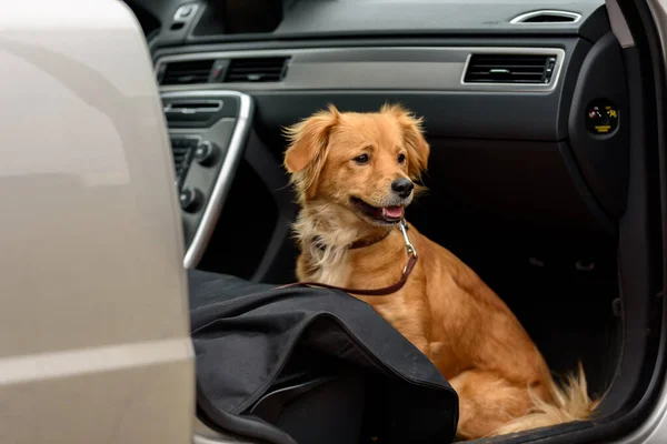 犬の訓練車の中で 混合犬のための車に滞在するためのトレーニング — ストック写真