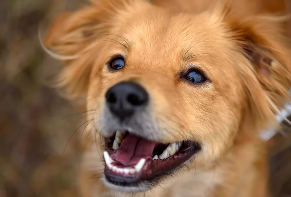 Köpeğin portresi. Melez kırmızı köpek..