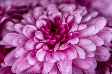 Kasımpatılar, bazen anne ya da kasımpatı olarak da adlandırılır, Asteraceae familyasındaki kasımpatı cinsinin çiçek açan bitkileridir. Doğu Asya ve kuzeydoğu Avrupa 'ya özgüdürler. Bir demet pembe kasımpatı çiçekleri ve taç yapraklarının beyaz uçları..