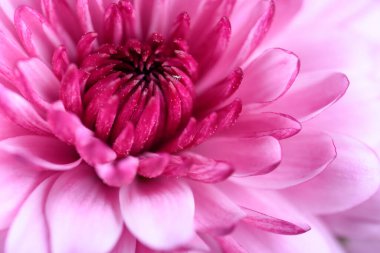 Kasımpatılar, bazen anne ya da kasımpatı olarak da adlandırılır, Asteraceae familyasındaki kasımpatı cinsinin çiçek açan bitkileridir. Doğu Asya ve kuzeydoğu Avrupa 'ya özgüdürler. Bir demet pembe kasımpatı çiçekleri ve taç yapraklarının beyaz uçları..
