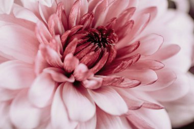 Kasımpatılar, bazen anne ya da kasımpatı olarak da adlandırılır, Asteraceae familyasındaki kasımpatı cinsinin çiçek açan bitkileridir. Doğu Asya ve kuzeydoğu Avrupa 'ya özgüdürler. Bir demet pembe kasımpatı çiçekleri ve taç yapraklarının beyaz uçları..