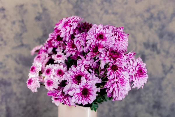 Chrysanthemums, sometimes called mums or chrysanths, are flowering plants of the genus Chrysanthemum in the family Asteraceae. They are native to East Asia and northeastern Europe. Bunch of pink chrysanthemum flowers and white tips on their petals.