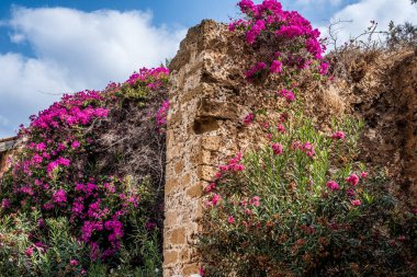 Pembe Bougainvillea Çiçekleri ve kırsal taştan duvardaki zakkumlar