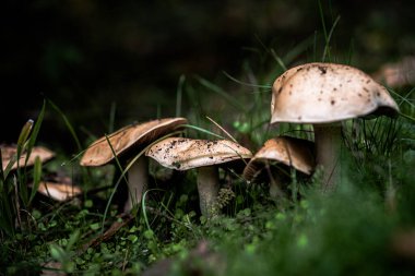 Çimlerin üzerinde orman mantarları.