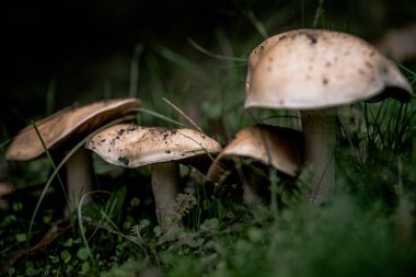 Çimlerin üzerinde orman mantarları.