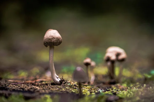 Pilze Falscher Honigpilz Einem Schönen Herbstwald Wildpilz Auf Dem Fichtenstumpf — Stockfoto