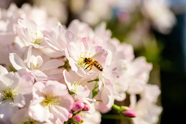 stock image Close-up photo of cherry blossoms in spring