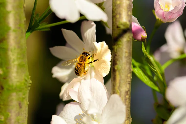 春季樱花的特写照片 — 图库照片