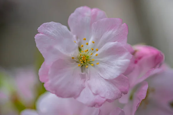 Közelkép Cseresznyevirágokról Tavasszal — Stock Fotó