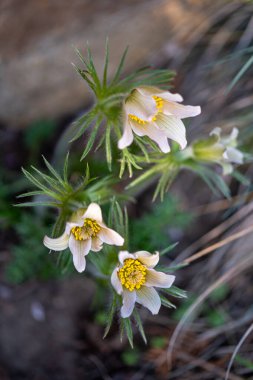 Pulsatilla vernalis, Ranunculaceae familyasından Avrupa 'daki dağlık yaşam alanlarına özgü bir bitki türüdür..