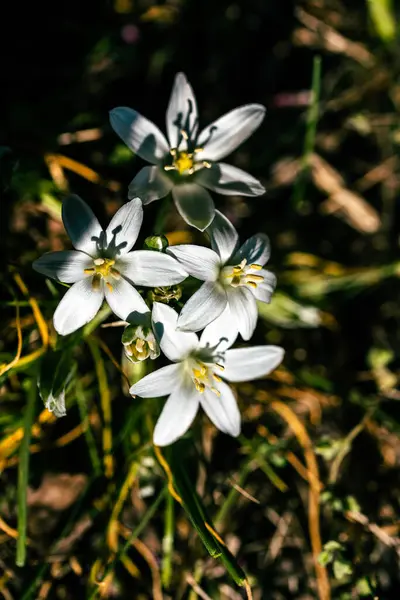 Fűfélék Liliomja Ornithogalum Umbellatum Fehér Virágok Tavasszal — Stock Fotó